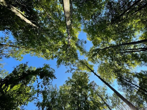 Waldbegehung September 2021