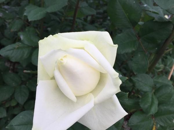 Besuch Blumen Rossel 2019